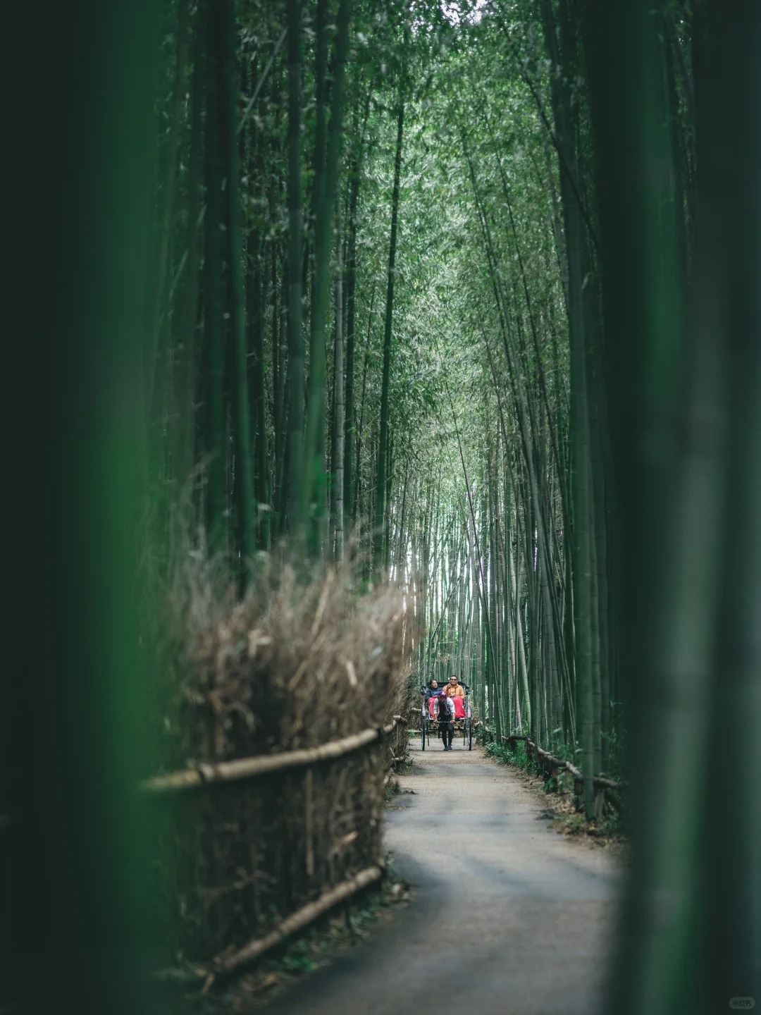 rừng trúc ở Arashiyama