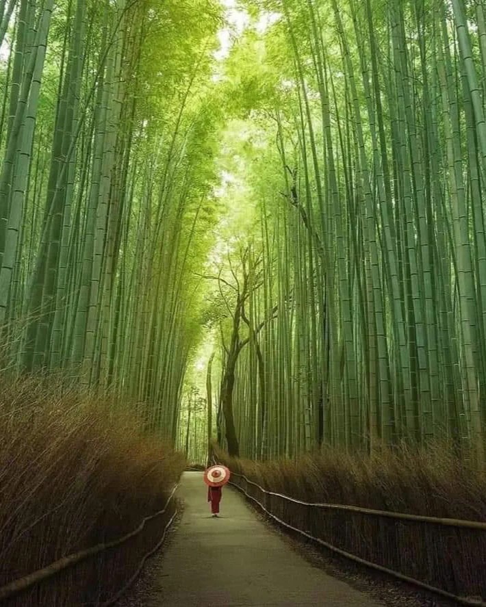 rừng trúc ở Arashiyama