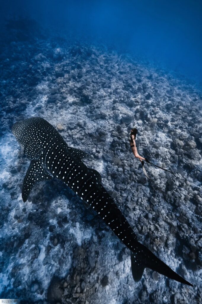 Lặn cùng cá mập voi Whaleshark ở Maldives